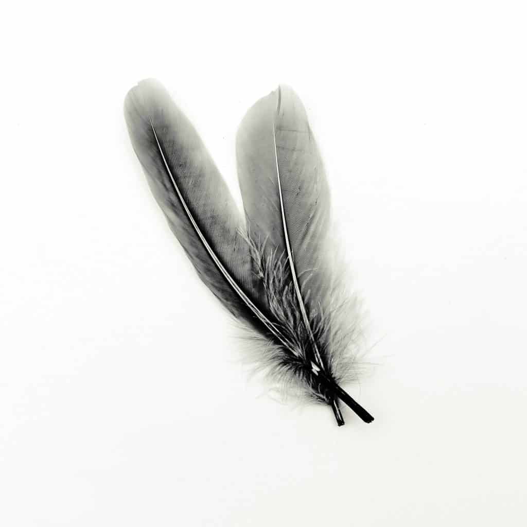 Plumas galería de arte en blanco y negro